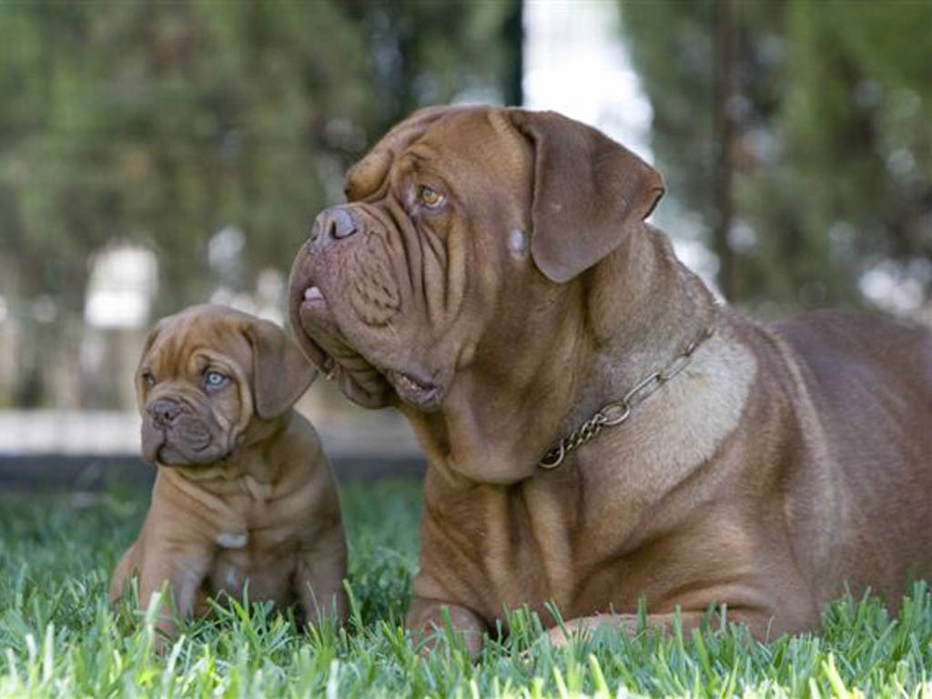 Dogo De Burdeos Dogue De Bordeaux Origin Characteristics Feeding Dogo De Burdeos Dogue De Bordeaux Origin Characteristics Feeding